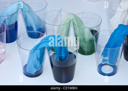Dimostrazione di azione capillare, capillarità, esperimento con acqua colorata, bicchieri di plastica e tovaglioli di carta Foto Stock
