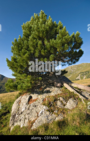 Pino cembro o Arolla pine (Pinus cembra), Parco Nazionale Nockberge, Carinzia, Austria, Europa Foto Stock