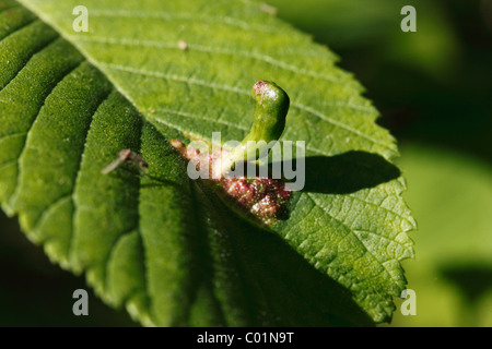 Gall di Gall Wasp o Gallfly (Cynipidae), sul battente di un olmo (Ulmus), Alta Baviera, Baviera, Germania, Europa Foto Stock