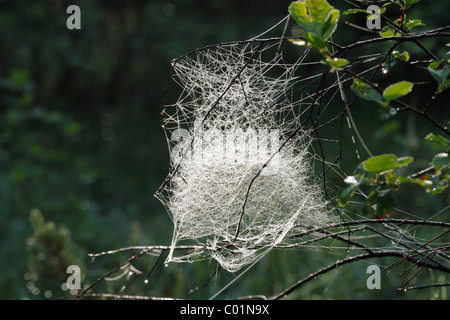 Spider Web di un tessitore di foglio o soldi Spider (Linyphiidae), in Baviera, Germania, Europa Foto Stock