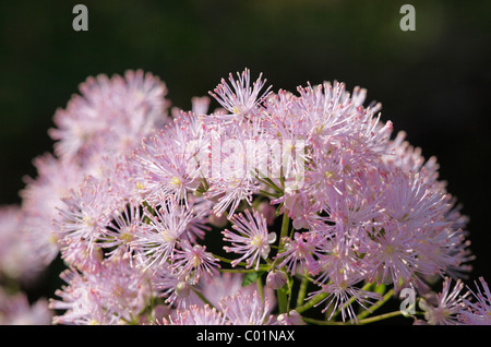 Prato rue (Thalictrum aquilegiifolium), in Baviera, Germania, Europa Foto Stock