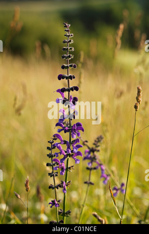 Meadow Clary (Salvia pratensis), in Baviera, Germania, Europa Foto Stock