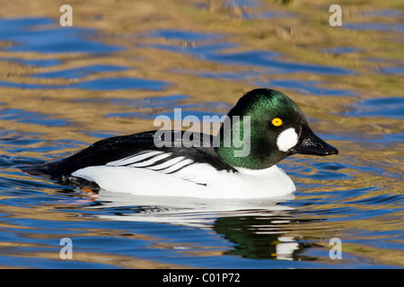 Goldeneye, Bucephala clangula, maschio. Norfolk. Foto Stock