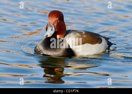 Pochard, Aythya ferina, maschio. Norfolk Foto Stock