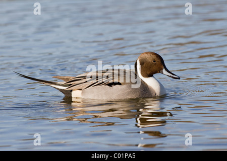 Pintail, Anas acuta, maschio. Norfolk Foto Stock