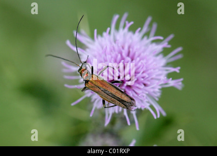 Femmina zampe spesse Flower Beetle, Oedemera nobilis, Oedemeridae. Luglio, Valle di scacchi, Hertfordshire. Foto Stock