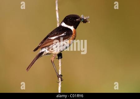 Stonechat africana (Saxicola torquata), maschile seduto su un wtig con il suo becco piena di insetti Foto Stock