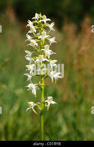 Maggiore Butterfly-ORCHIDEA (Platanthera chlorantha), infiorescenza Foto Stock