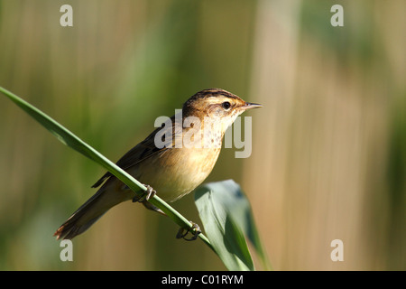 Sedge trillo (Acrocephalus schoenobaenus) seduto su un gambo reed Foto Stock