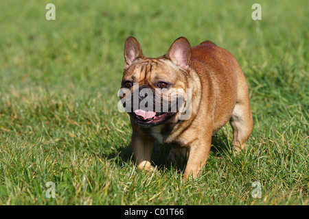 Esecuzione di bulldog francese Foto Stock