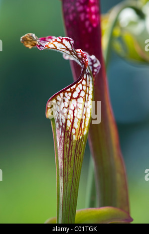 Pianta brocca (Sarracenia), pianta carnivora Foto Stock