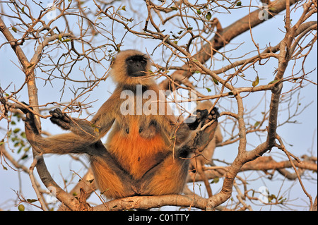 Tufted Langur grigio (Semnopithecus priamo), femmina squating su un albero e curiosamente osservando i suoi dintorni, Chittorgarh Foto Stock