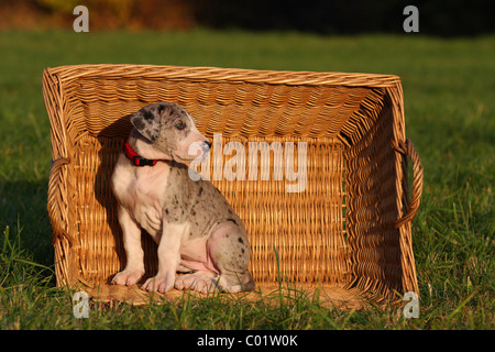 Udienza alano Foto Stock