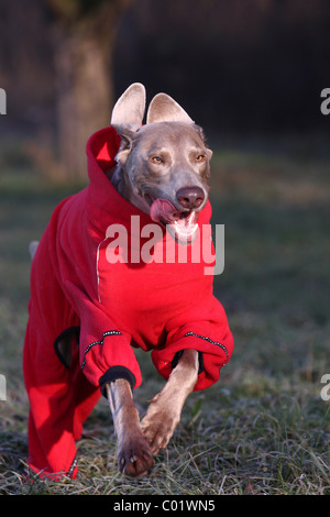 Cane che indossa nel complesso Foto Stock