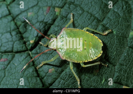 Schermo verde Bug (Palomena prasina), larva Foto Stock