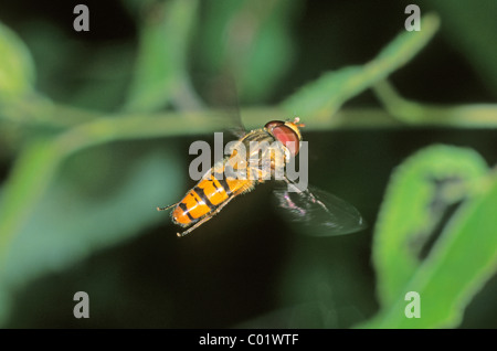 La marmellata di arance Hoverfly (Episyrphus balteatus) Foto Stock