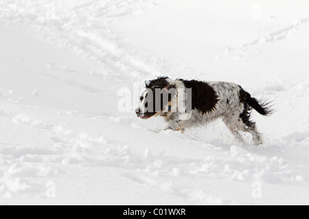 Un cane gioca nella neve Foto Stock