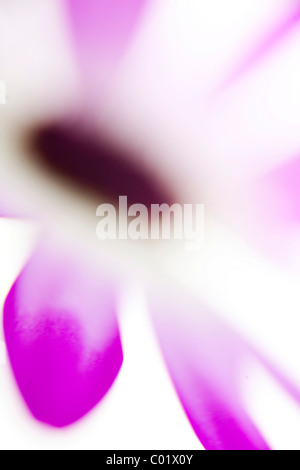 Macro astratta di un fiore Foto Stock