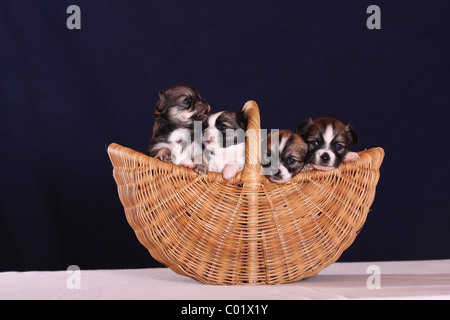 Cuccioli di chihuahua Foto Stock