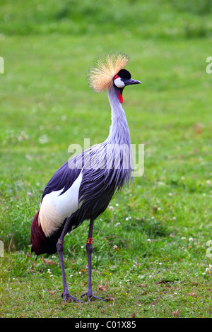 Grey Crowned Crane - Uccelli nel giardino zoologico Foto Stock