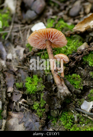 Il bugiardo o ceroso, Laccaria Laccaria laccata, Hydnangiaceae. Mostra il lato inferiore e le branchie. Foto Stock