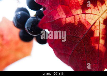 Uva sulla Vite rossa foglie di autunno Foto Stock