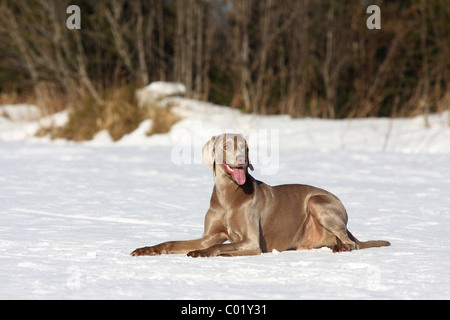 Weimaraner nella neve Foto Stock