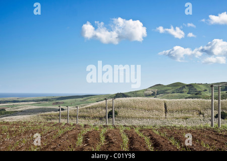 Campo di canna da zucchero in Chemin Grenier nel sud dell'Isola di Mauritius, Africa Foto Stock