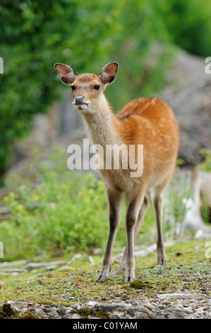 Daini (Dama Dama), ROE Foto Stock