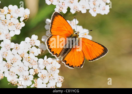 Rame di grandi dimensioni (Lycaena dispar), seduti su un fiore Foto Stock