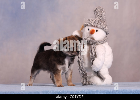 Cucciolo di Chihuahua Foto Stock