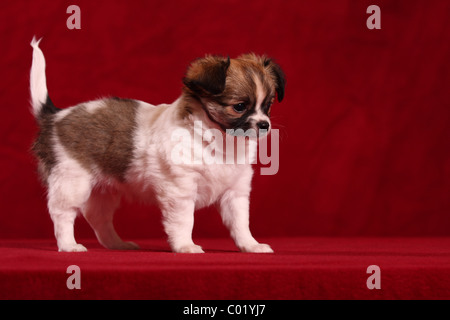 Cucciolo di Chihuahua Foto Stock