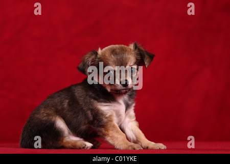 Cucciolo di Chihuahua Foto Stock