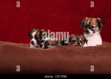Cuccioli di Chihuahua Foto Stock