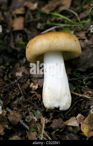 Puzzolente, Brittlegill Russula foetens, Russulaceae. Berkhamsted, Hertfordshire. Foto Stock