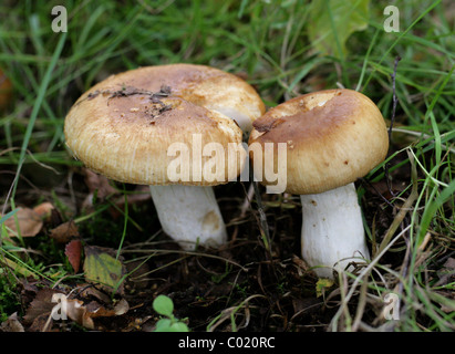 Puzzolente, Brittlegill Russula foetens, Russulaceae. Berkhamsted, Hertfordshire. Foto Stock