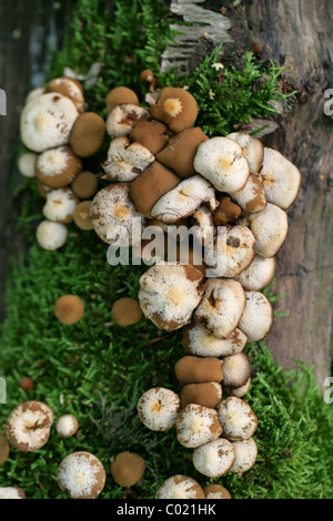 Un gruppo di bianco e bruno macchiettato di funghi sui morti la betulla. Agosto, Ashridge, Hertfordshire. Eventualmente ciuffo di zolfo o Scurfy Twiglet Foto Stock