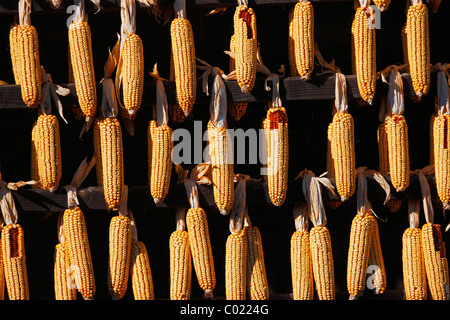 Asciugato le pannocchie, Kumrovec, Craotia Foto Stock