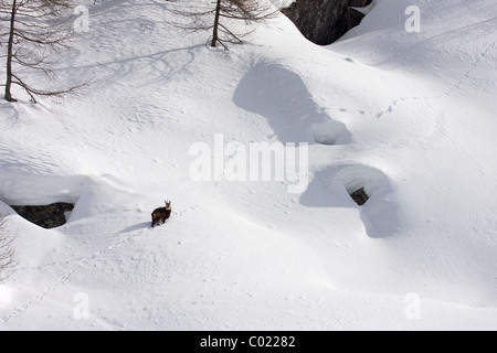 Il camoscio nella neve profonda Foto Stock