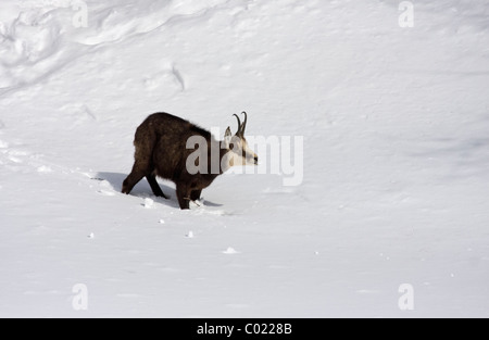 Il camoscio nella neve profonda Foto Stock