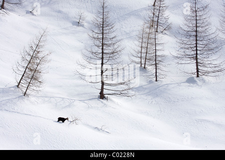 Il camoscio nella neve profonda Foto Stock