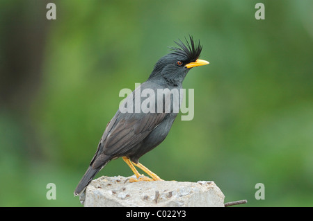 Bianco-sfiatato Myna (Acridotheres grandis) in un sobborgo di Bangkok, Tailandia. Luglio 2006. Foto Stock