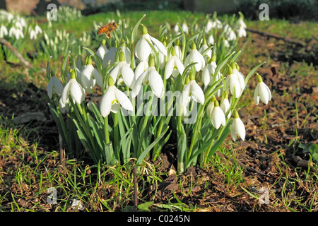 Snowdrops e Bee Foto Stock