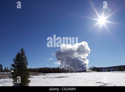 Vecchie fedeli nel parco di Yellowstone Foto Stock