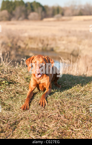 Un cane Vizsla si accovaccia sull'erba in un campo in autunno. Foto Stock