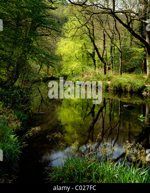 Il fiume Teign vicino Fingle Bridge nel Devon, in Inghilterra. Foto Stock