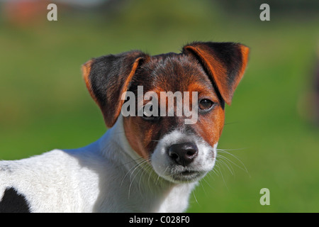 Giovane Jack Russell Terrier cane (Canis lupus familiaris), cucciolo maschio, 12 settimane, cane domestico Foto Stock
