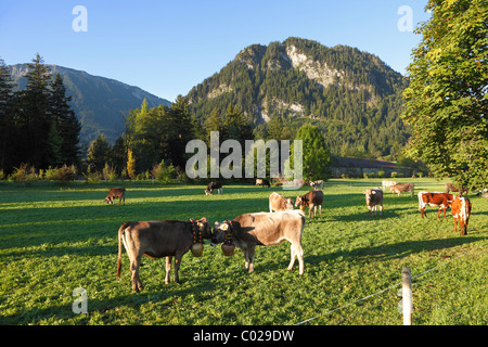 Vacche su pascolo indossando campane delle mucche, Pfronten, Ostallgaeu distretto, Allgaeu regione, Svevia, Baviera, Germania, Europa Foto Stock