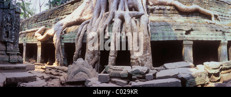 Radici di albero overgrowing Ta Prohm tempio, i templi di Angkor, Siem Reap, Cambogia, Indocina, sud-est asiatico Foto Stock