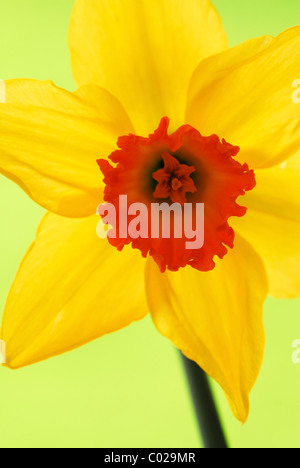 Un close-up di un daffodil fiore che mostra la sua tromba arancione e petali gialli in formato verticale. Foto Stock